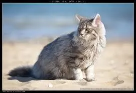 Quelle est la race de ce chat ?