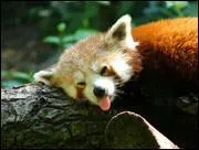 Quel est cet animal ?