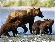 De quelle race est cette famille d'ours ?