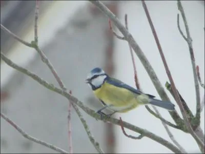 Quel est cet oiseau ?