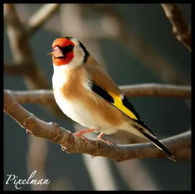 Quel est cet oiseau ?