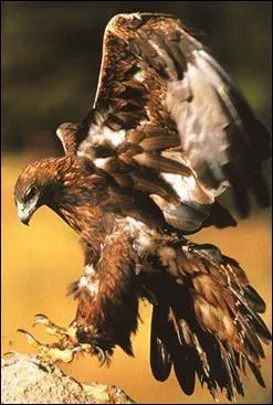 Quel est cet oiseau ?