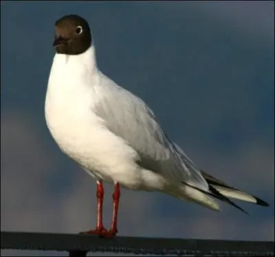 Quel est cet oiseau ?