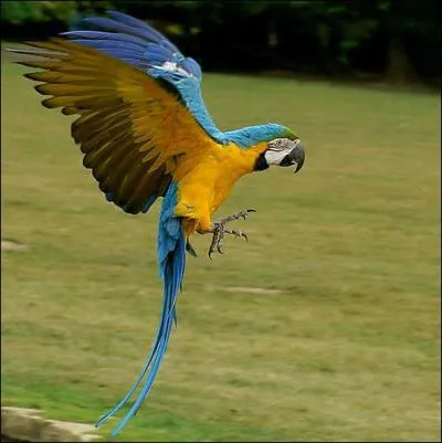 Quel est cet oiseau ?