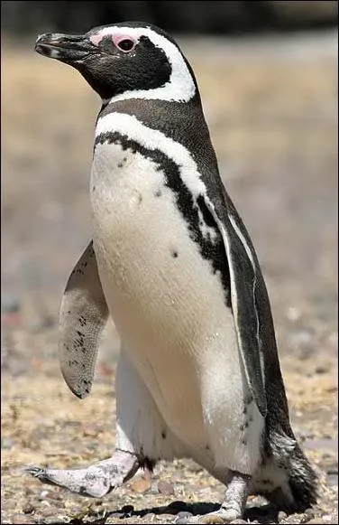 Quel est cet oiseau ?