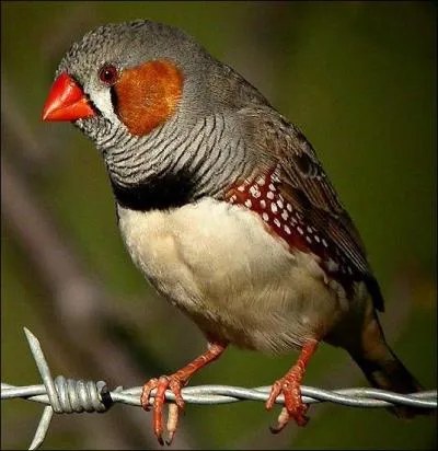 Quel est cet oiseau ?