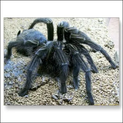 Toujours en anglais, comment appelle-t-on cette grosse araigne qui mue pour grandir ?