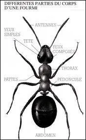 Quel est le nom anglais de cet insecte ?