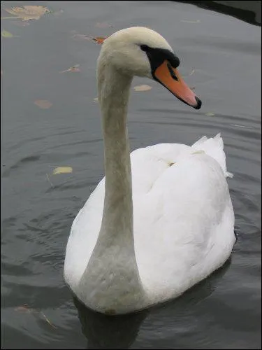 'Un chant de cygne' veut dire :