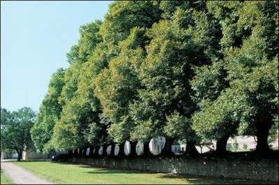 Je suis souvent planté dans les grandes allées des parcs et châteaux. Qui suis-je ?