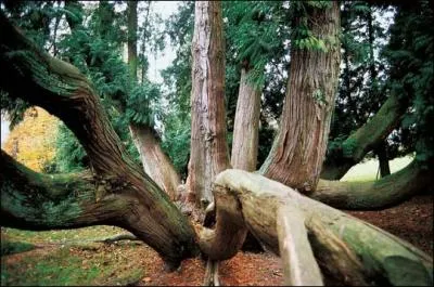 Quel est cet arbre géant ?