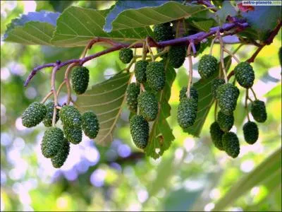 À quel arbre appartiennent ces fruits ?