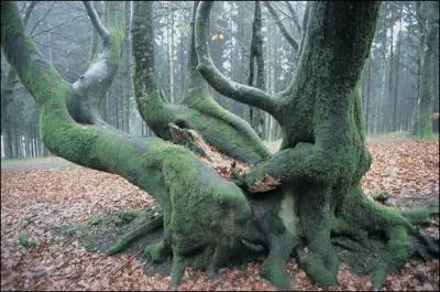 Quel est cet arbre à la position bizarre ?
