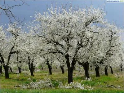 Dans ce verger du Sud-Ouest, je suis un arbre fruitier apprécié.