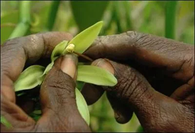 Qui a pratiqu la premire fcondation  la main ?