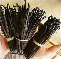 La vanille est naturellement fconde par :