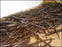 En quelle anne le premier plant de vanille ft rapport en Europe ?