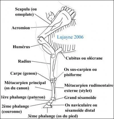 Quel os est au-dessus du radius ?