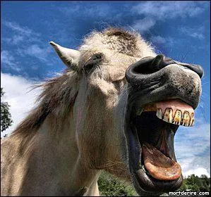 Si le cheval tousse, est-ce forcment grave ?