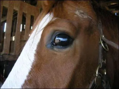 A quoi remarque-t-on une cataracte ?