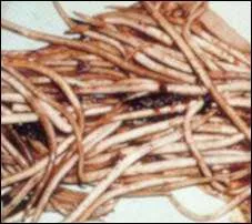 Quelles sont la couleur et la forme des ascaris ?