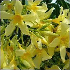 Laquelle de ces plantes n'est pas toxique pour l'quid ?