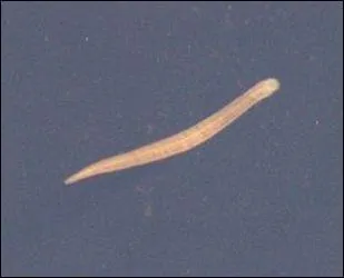 Qu'est-ce-qu'une oxyure ?