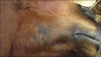 Comment un cheval attrape-t-il la teigne ?