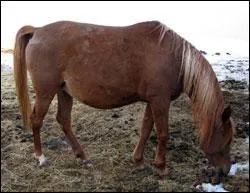 Combien de temps dure la gestation d'une jument ?