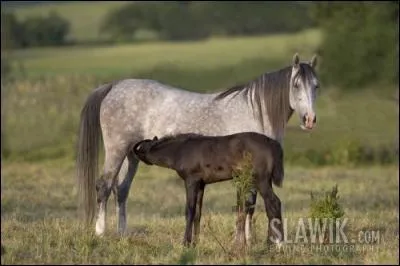 Combien de temps la jument allaite-t-elle son poulain ?