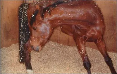 Comment reconnat-on un cheval pris de crises de coliques ?