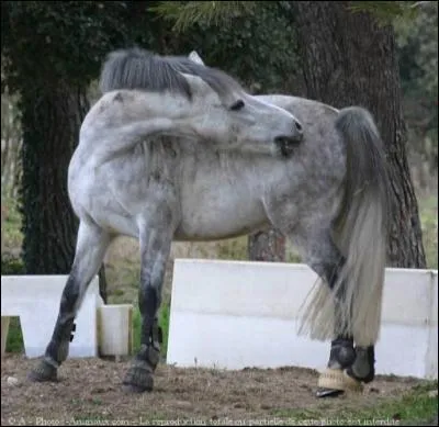 Qu'est-ce-qu'on ne doit pas faire avec un cheval pris de coliques ?