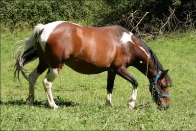 Comment voit-on que la jument s'apprte  mettre-bas ?