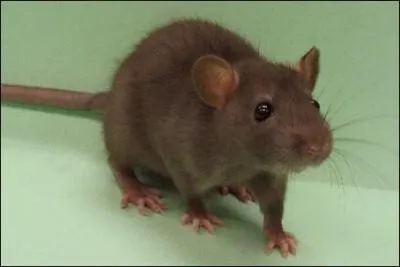 Ce rongeur est un ou une...