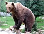 Je suis l'ourson. Qui est mon Papa ?