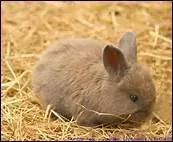 Mon Papa est le lapin. Qui suis-je ?