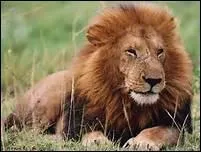 Je suis le lionceau. Qui est mon Papa ?