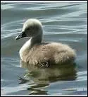 Mon Papa est le cygne. Qui suis-je ?