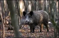 Je suis le marcassin. Qui est mon Papa ?