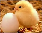 Mon Papa est le coq. Qui suis-je ?