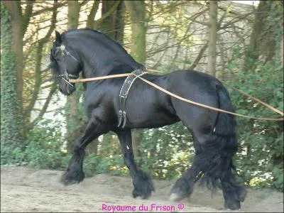 Comment s'appelle-t-il (son cheval) ?