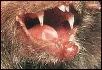 Selon les zoologistes, qu'est-ce qu'un vampire ? (plusieurs bonnes rponses)