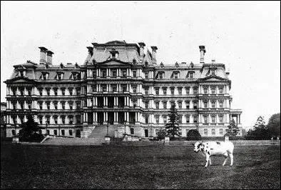 Animaux des Prsidents des Etats-Unis. Et oui, c'est bien une vache, elle s'appelait Pauline. A quel Prsident des Etats-Unis a-t-elle appartenu ?