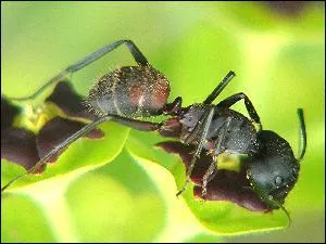 Quel est cet animal ?