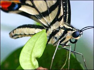Quel est cet animal ?