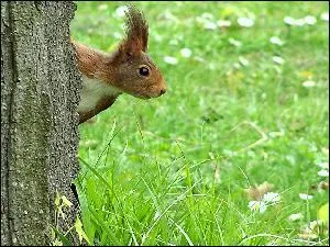 Quel est cet animal ?