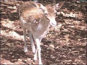 Quel est cet animal ?