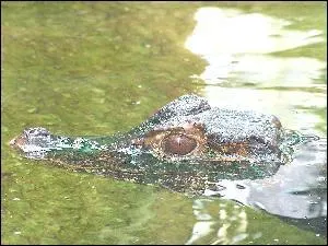 Quel est cet animal ?