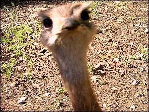 Quel est cet animal ?