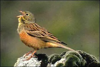 Ce petit oiseau de la famille des embrizids est une espce protge en Europe dont la vente est illgale en France. Oiseau  la chair dlicate, autrefois rserve aux rois, c'est :